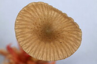 Arrhenia sphagnicola image
